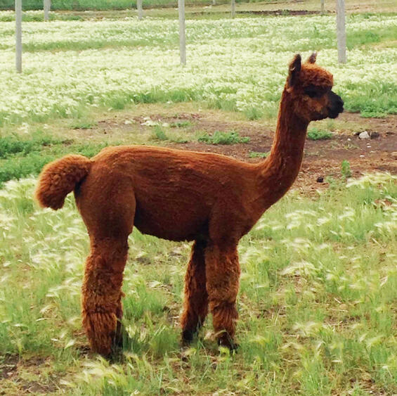 Al the Alpaca "supervising" the ramp installation 